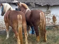 Hengst, Suffolk Punch — Foto 3
