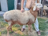 मेढ़ा, Rhon sheep — फ़ोटो 4