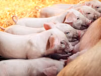 Premixuri pentru animale şi păsări / Премиксы для птиц и животных — picha 3