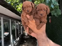 Məhsul: Toy pudel balaları Xüsusiyyətlər: - Cins: Toy Poodle (oyuncaq — picha 3