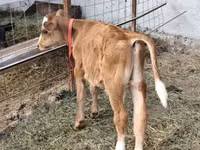 Ng'ombe dume, Simmental cattle — picha 4