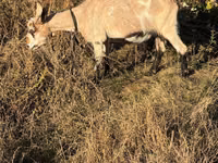 Ziege, Ziegen — Foto 4