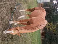 Caballo, Palomino — foto 4