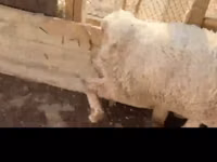 भेड़ें (लॉट, लिंग निर्दिष्ट नहीं), Kazakh fat-tailed coarsewool sheep — फ़ोटो 2