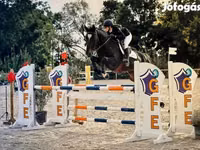 Конь, Бельгийская теплокровная — фото 1