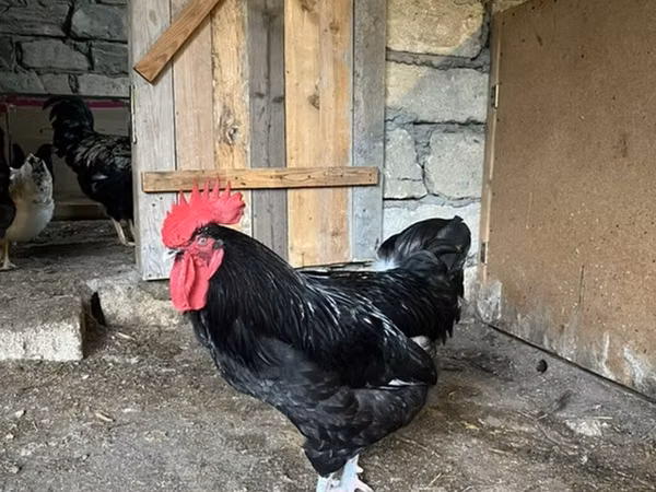 Chickens