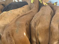 Rinder (Partie, Geschlecht nicht angegeben), Simmental cattle — Foto 6