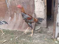 Chickens — Foto 7