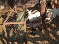 Billy Goat, Goats — photo 8