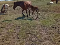 Farasi jike, Kinsky horse — picha 7