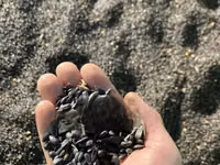 Sunflower Seeds — фото 2