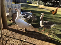 Geese — Foto 4
