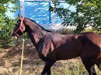 خيول (دفعة، الجنس غير محدد), Hanoverian — الصورة 2