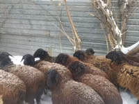 मेढ़ा, Gorkov sheep — फ़ोटो 2