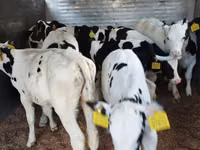 Ng'ombe (kikundi, jinsia haijatajwa), Russian Black pied cattle — picha 6