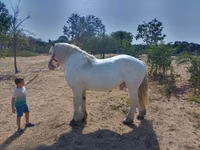 घोड़ा, Percheron — फ़ोटो 3