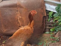 Chickens — picha 1