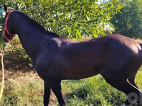 خيول (دفعة، الجنس غير محدد), Hanoverian — الصورة 3