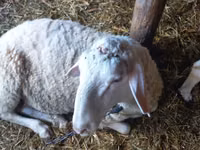 Dume la kondoo, Awassi sheep — picha 4