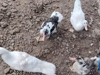 Ducks — Foto 2