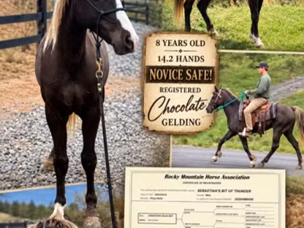 Hengst, Rocky Mountain Horse