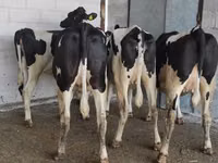 Vaca, Raza Holstein — foto 4