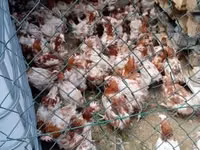 Chickens — الصورة 2
