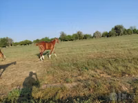 Hengst, Akhal-Teke — Foto 3