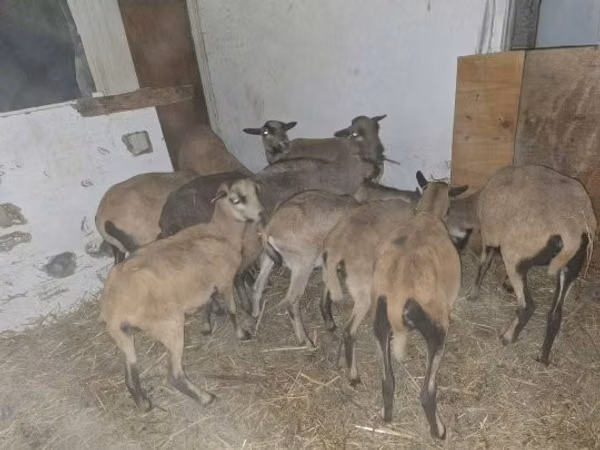 公羊, Cameroon sheep