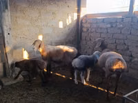 Sheep, Arashan sheep — photo 3