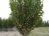 SADA KAYRAGACH (Chinni gujum) — picha 3