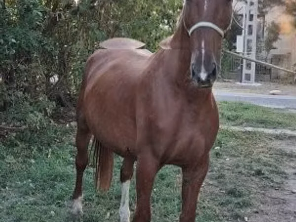 Caballo, Kisber felver