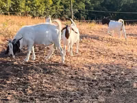 Billy Goat, Boer goat — photo 3