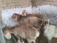 Dume la kondoo, Rhon sheep — picha 6