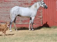 Farasi dume, Tennessee Walking Horse — picha 1