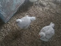 अमेरिकन गेम — फ़ोटो 1