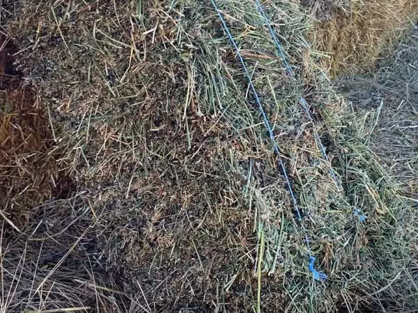 Vind boliți de lucernă