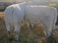 بقرة, Charolais cattle — الصورة 4