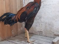 Chickens — फ़ोटो 3