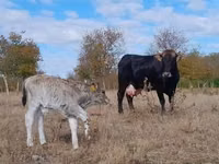 Cow, Brown Carpathian breed — photo 4