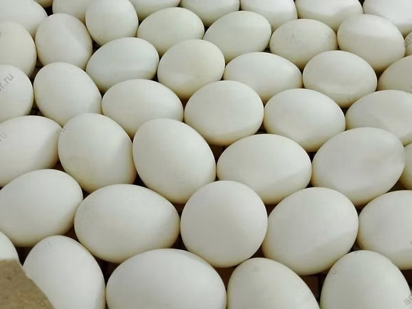 Chickens