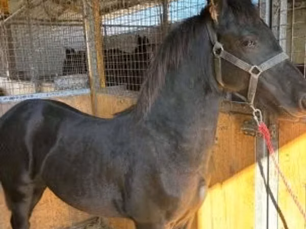 حصان, Friesian