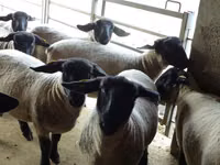 भेड़, White Suffolk sheep — फ़ोटो 4
