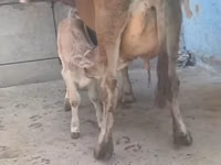 بقرة, الماشية — الصورة 5