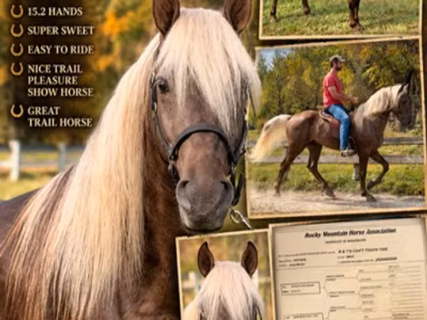 Hengst, Rocky Mountain Horse