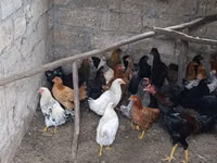 Chickens — 照片 3