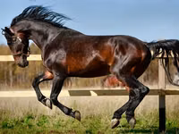 马匹（批次，未指定性别）, Horse breed — 照片 2