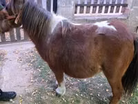 घोड़ी, Miniature horse — फ़ोटो 5
