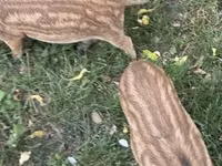 सूअर (लॉट, लिंग निर्दिष्ट नहीं) — फ़ोटो 2