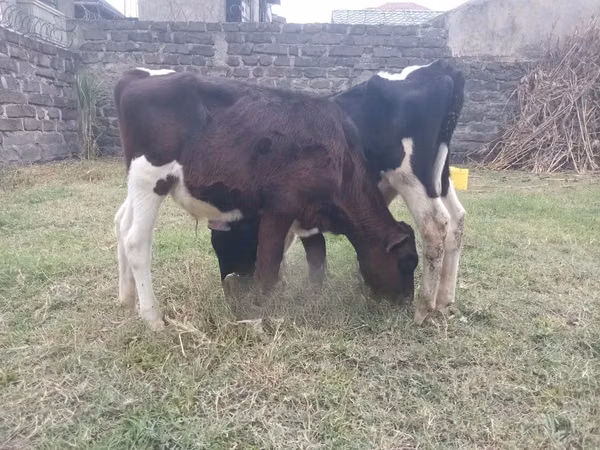 Bulle, Russian Black pied cattle